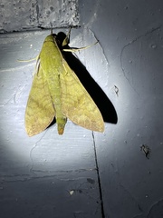 Nephele xylina