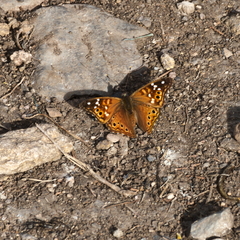 Asterocampa celtis antonia