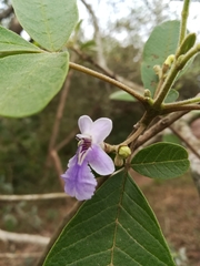 Vitex mollis