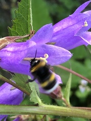 Bombus