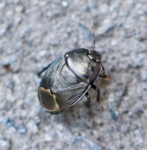 Forget-me-not Shieldbug, photo 7 of 9