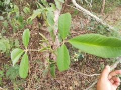 Vitex mollis