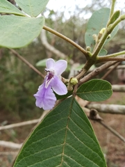 Vitex mollis