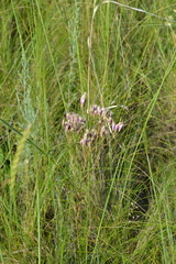 Jurinea multiflora