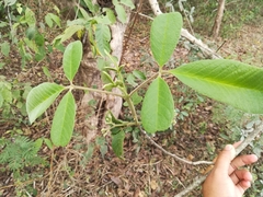 Vitex mollis