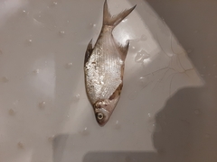 Blicca bjoerkna