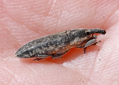 Lixus subtilis