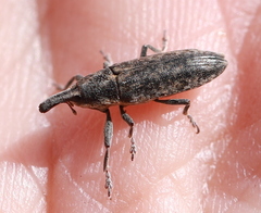 Lixus subtilis