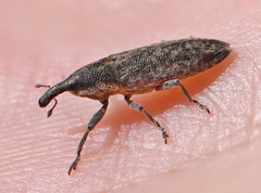 Lixus subtilis