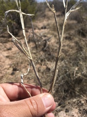 Panicum hirticaule