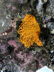 Polymastia aurantia