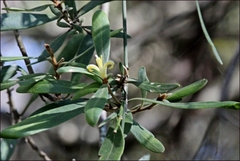 Persoonia arborea