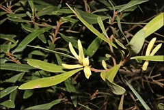 Persoonia arborea