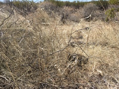 Panicum hirticaule