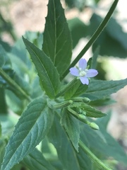 Epilobium adenocaulon
