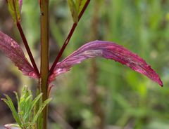 Epilobium tetragonum
