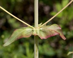 Centranthus ruber
