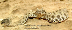 Pseudocerastes urarachnoides