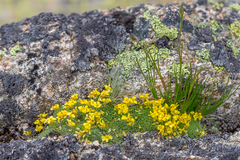 Draba rigida