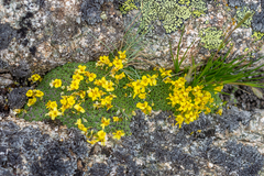Draba rigida