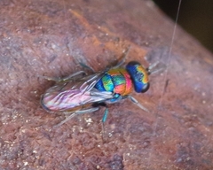 Chrysura candens