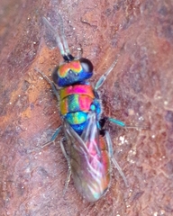 Chrysura candens