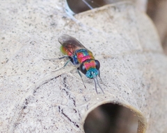 Chrysura candens