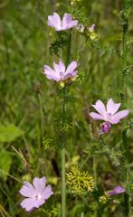 Malva moschata