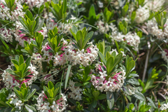 Daphne glomerata