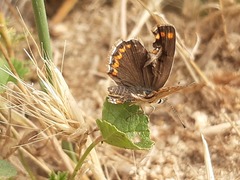 Aricia cramera