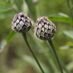 Centaurea scabiosa