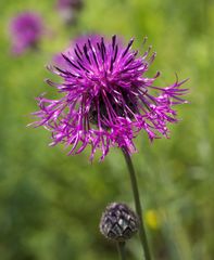 Centaurea scabiosa