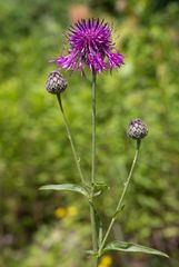 Centaurea scabiosa