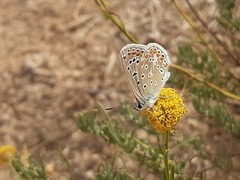Polyommatus icarus