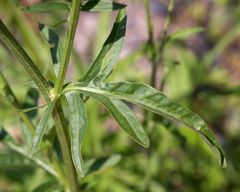 Centaurea scabiosa