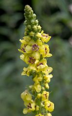 Verbascum nigrum