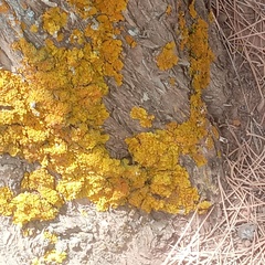Xanthoria parietina
