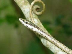 Thelotornis capensis