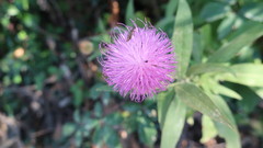 Cheirolophus sempervirens