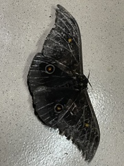 Gonimbrasia jamesoni