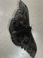 Gonimbrasia jamesoni