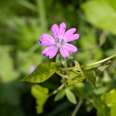 Geranium pyrenaicum