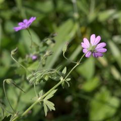 Geranium pyrenaicum