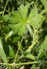 Geranium pyrenaicum