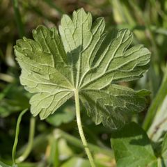 Geranium pyrenaicum