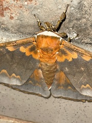 Pseudobunaea tyrrhena