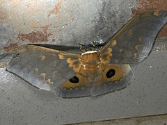 Pseudobunaea tyrrhena