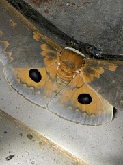 Pseudobunaea tyrrhena