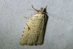 Meritastis