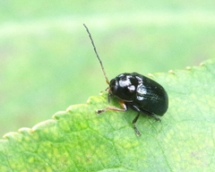 Cryptocephalus nitidus